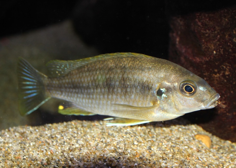 Gephyrochromis lawsi 'Londo'